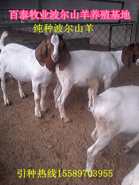 供应波尔山羊