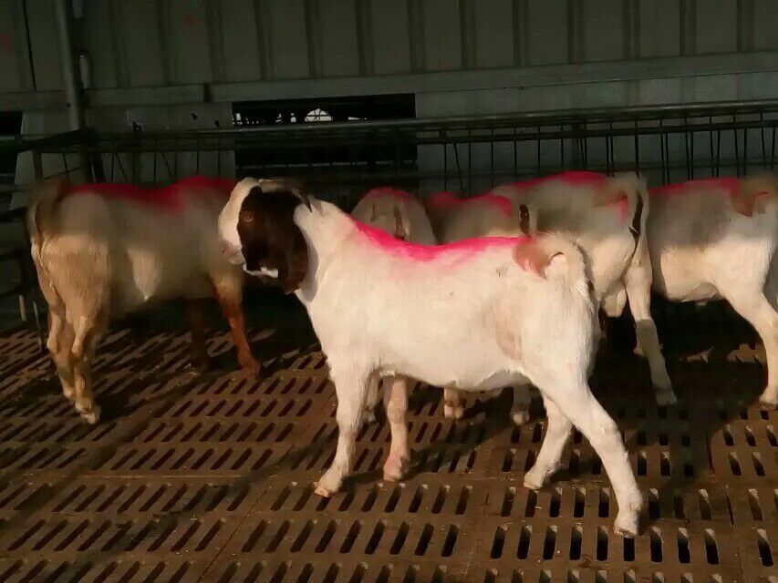 供应纯种波尔山羊