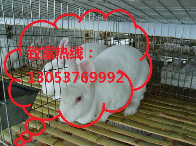 供应肉兔