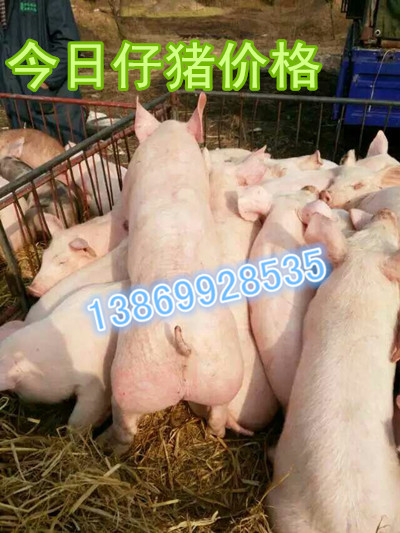 供应山东仔猪