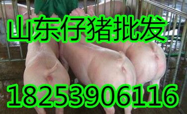 供应山东仔猪苗猪