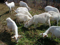 供应育肥黑山羊