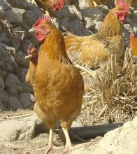 供应土鸡
