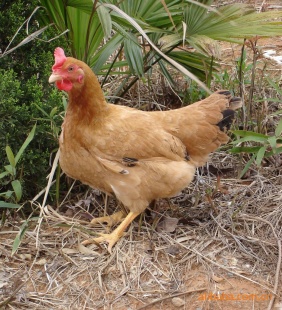 供应老母鸡活鸡