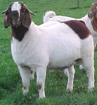 供应波尔山羊公羊