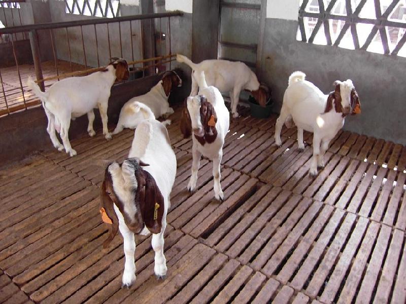 供应活羊白山羊