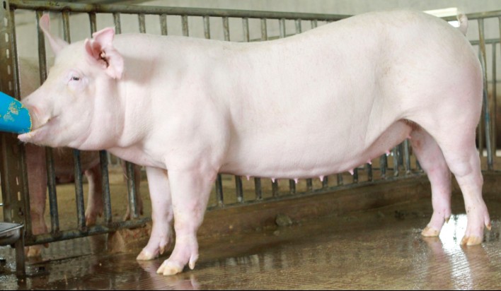 供应种母猪（大白），大白种母猪