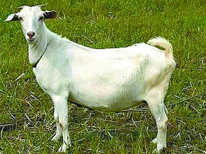 供应育肥白山羊