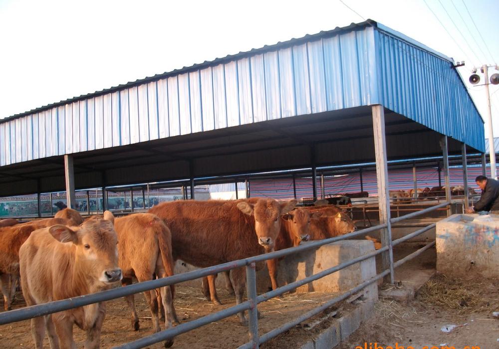 供应三元杂交牛