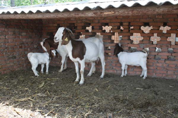 供应2026小尾寒羊