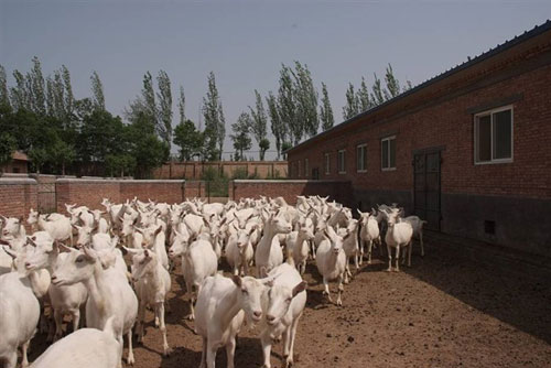 供应育肥白山羊