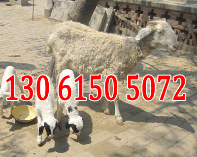 供应河北小尾寒羊