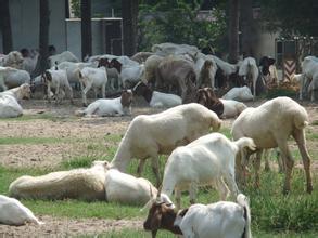 供应白山羊