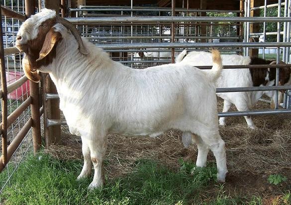 供应2026育肥小尾寒羊