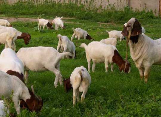 供应种小尾寒羊