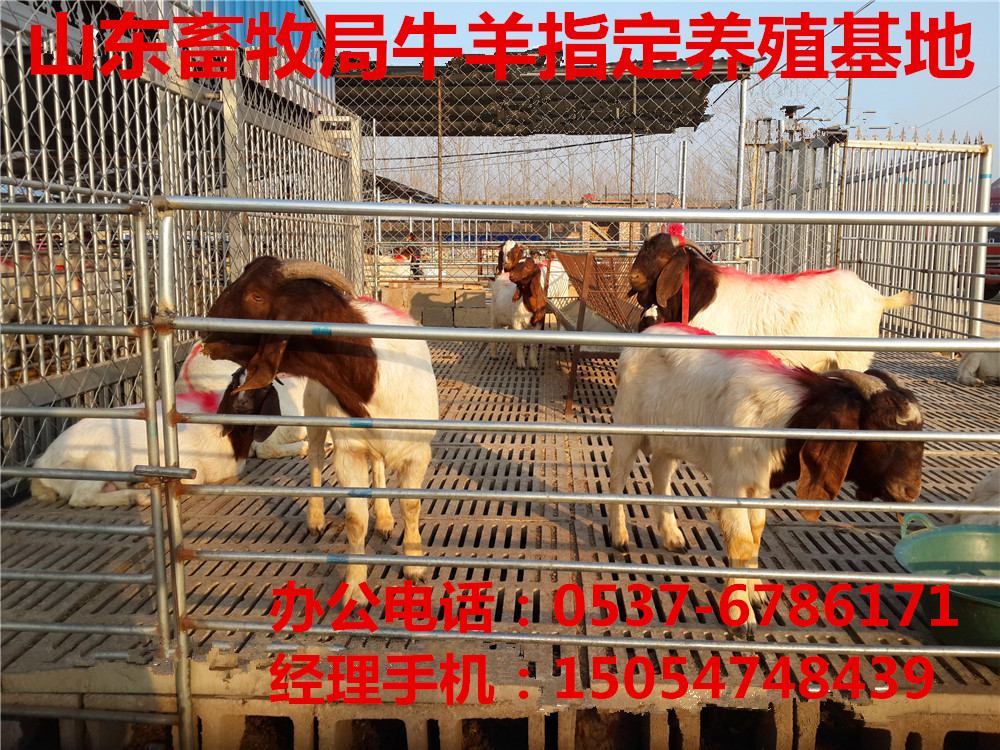 供应波尔山羊种羊