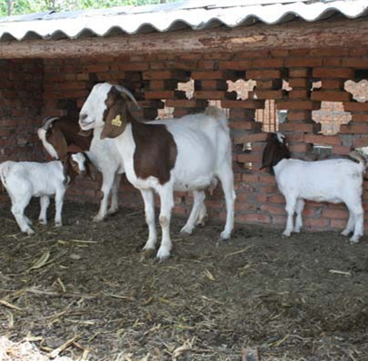 供应纯种小尾寒羊