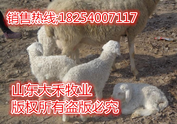 供应2024育肥白山羊