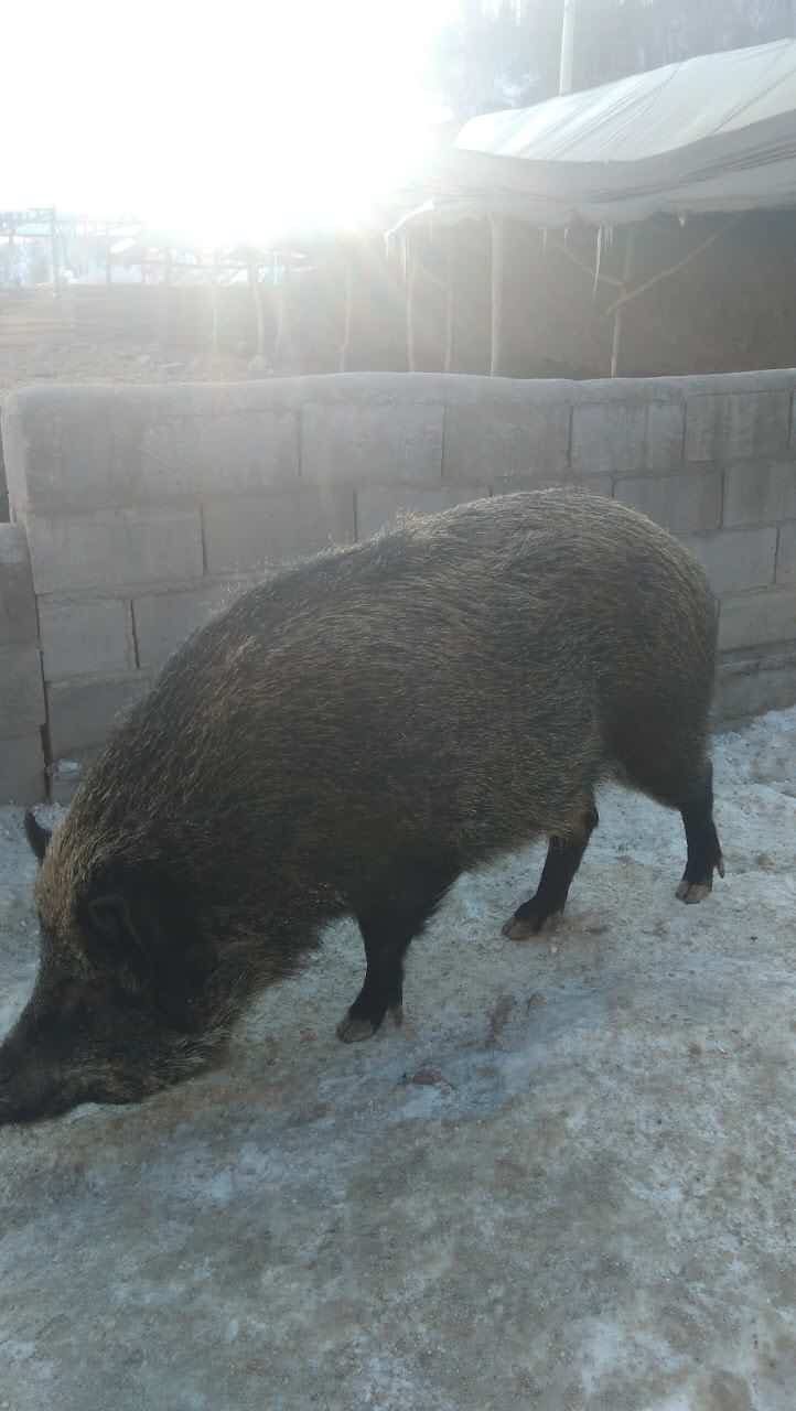 供应纯种黑猪