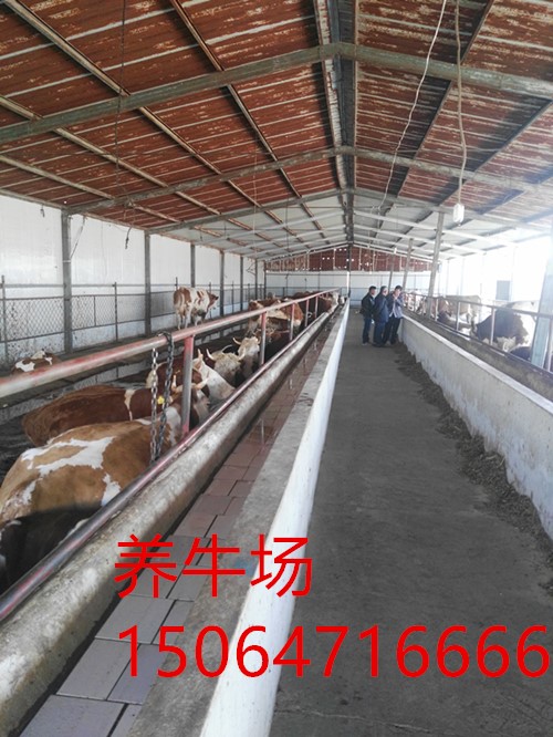 供应改良肉牛