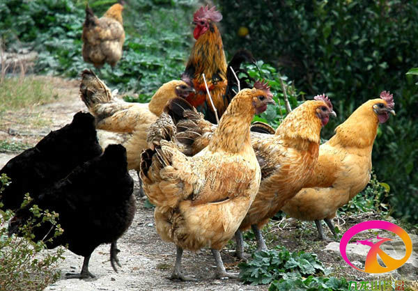 供应高存活高产麻羽绿壳蛋鸡