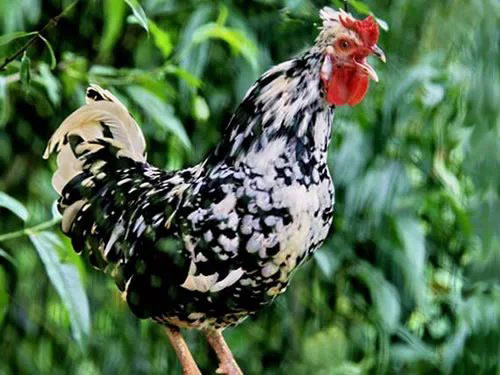 供应原生态贵妃鸡，土鸡，雏鸡鸡苗