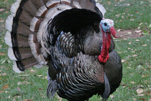 供应火鸡，鸡苗，种蛋等