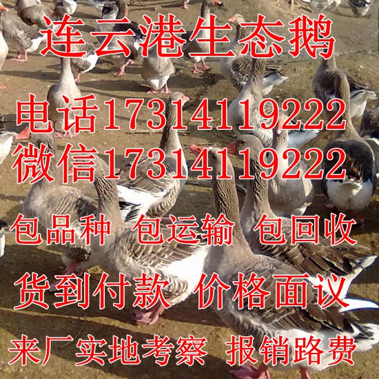 供应纯种狮头鹅