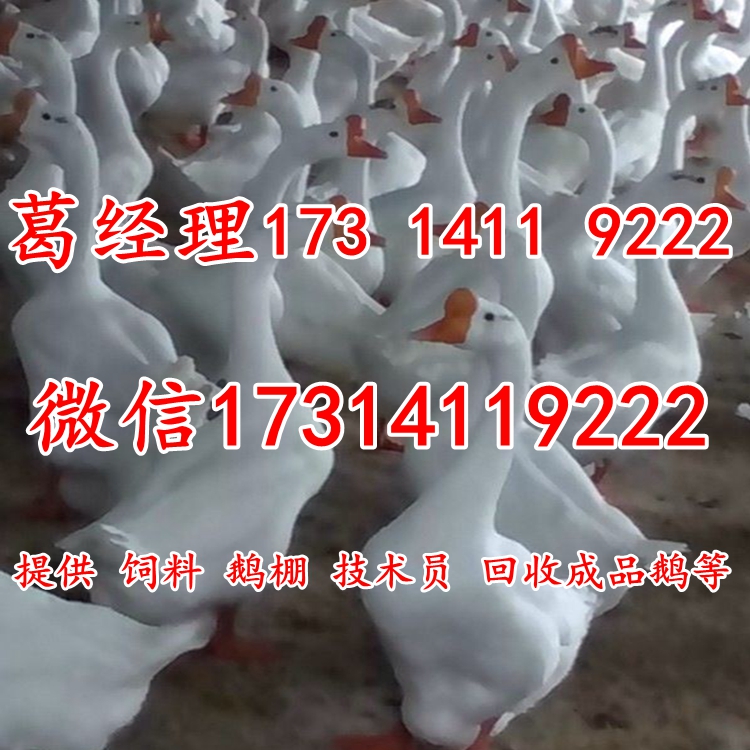 供应扬州白鹅
