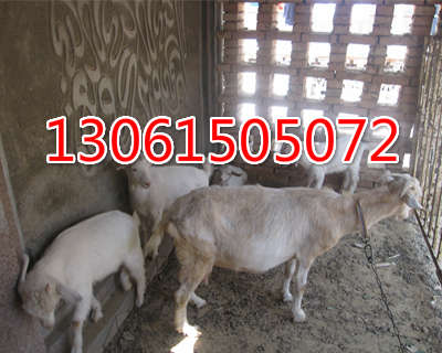 供应冠县四通养殖基地纯白山羊