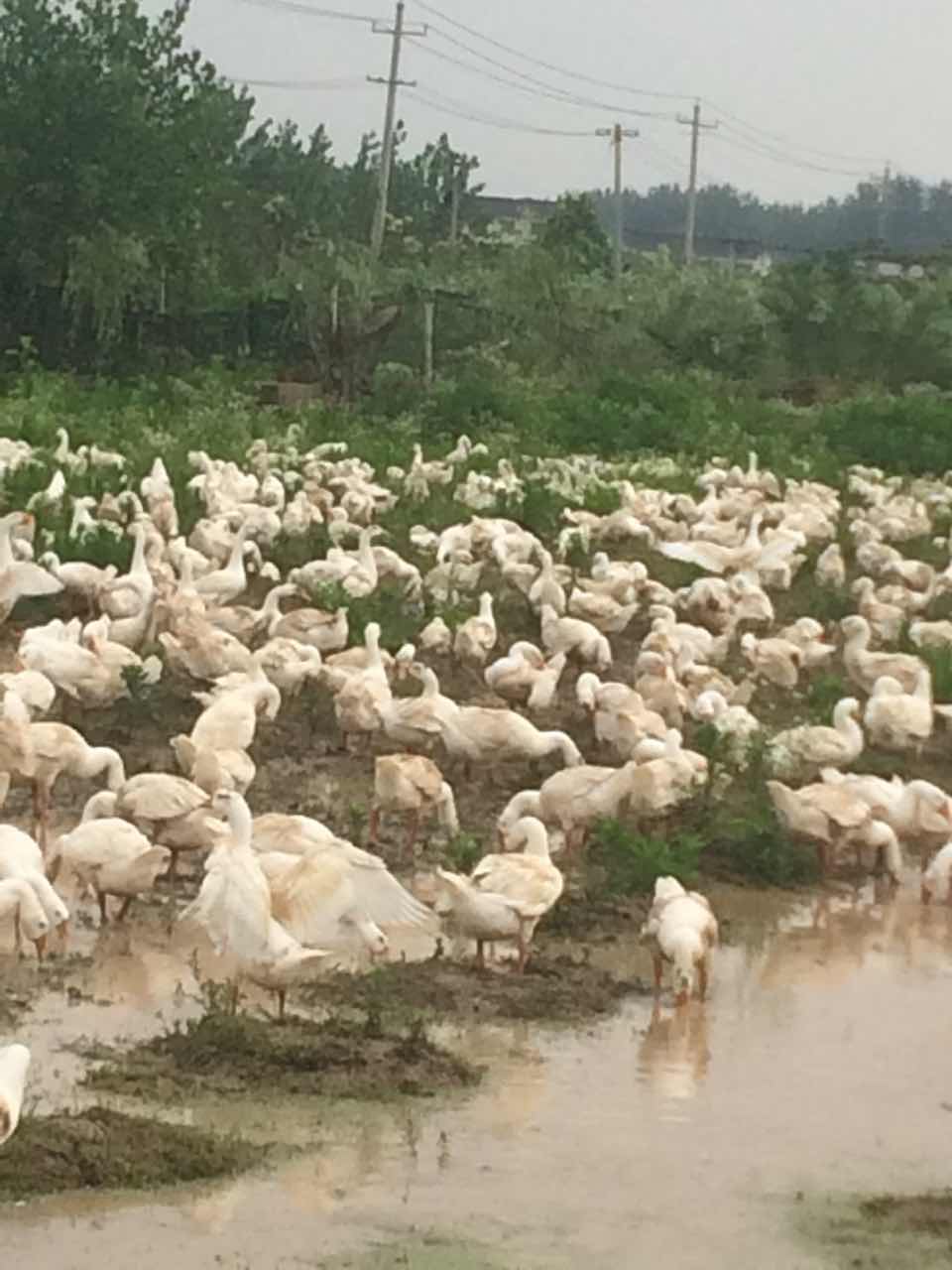 供应散养商品鹅