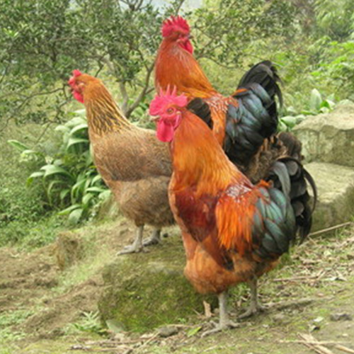 供应散养土鸡