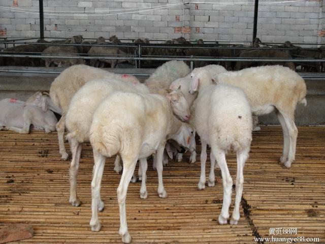 供应纯种小尾寒羊