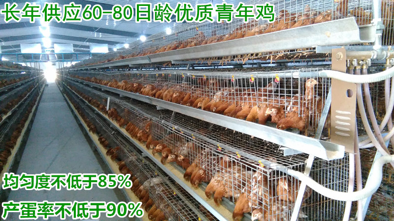 供应蛋鸡青年鸡，海兰褐青年鸡