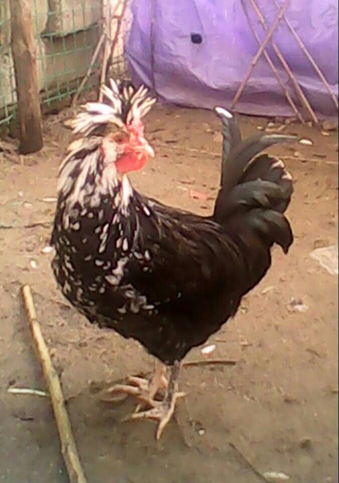 供应莆田贵妃鸡