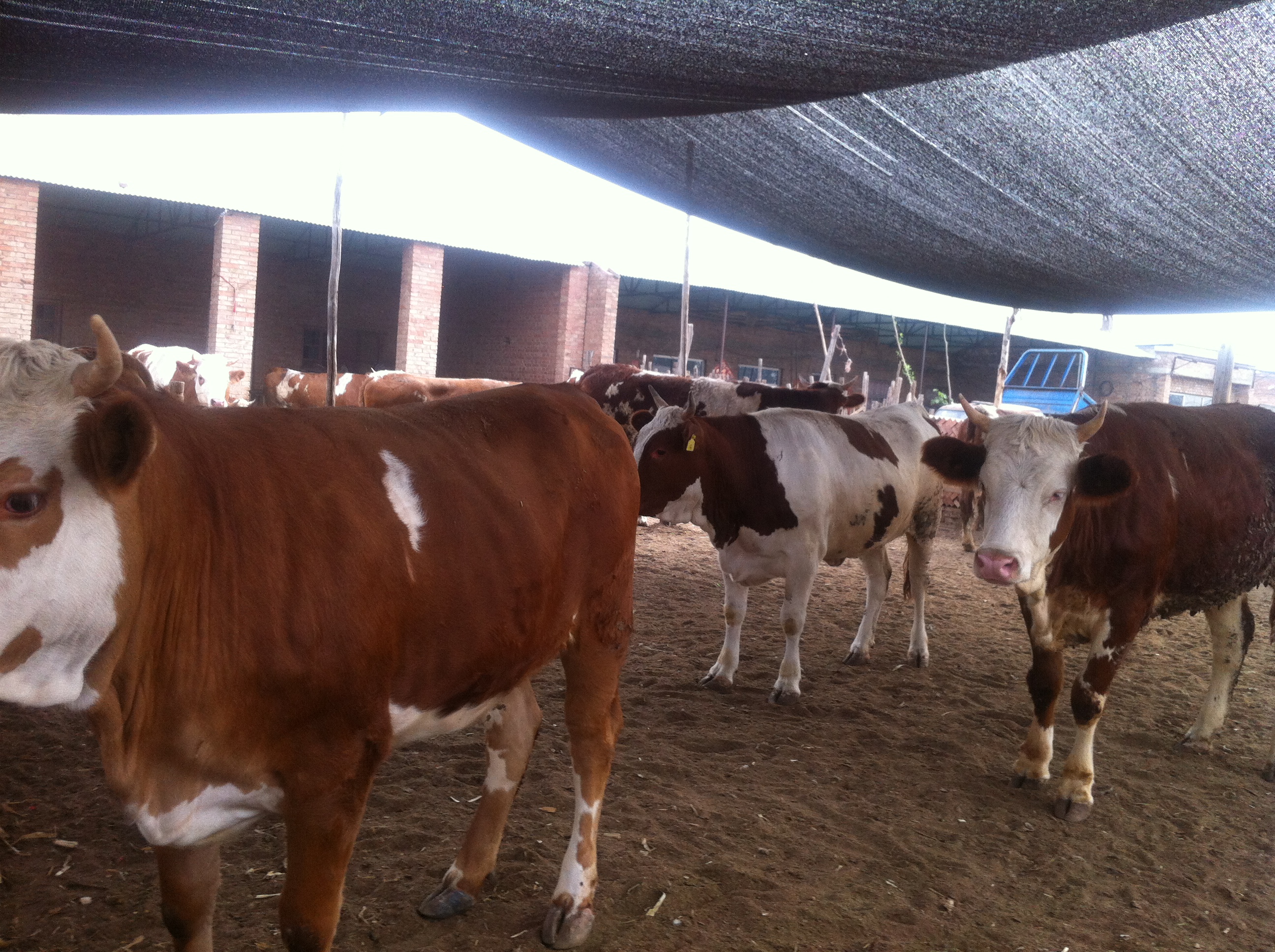 供应肉牛牛犊、西门塔尔牛、利木赞牛