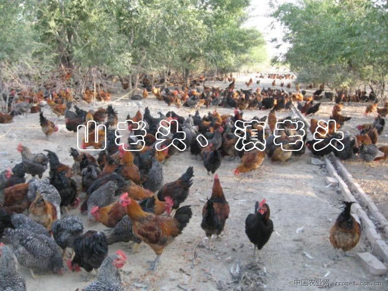 供应散养土鸡乌鸡