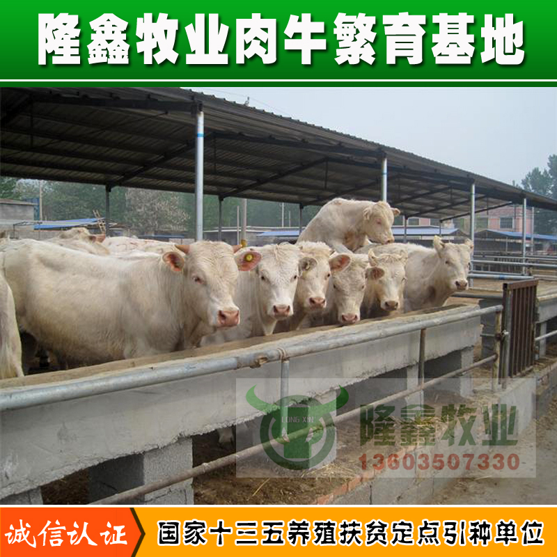 供应夏洛莱肉牛