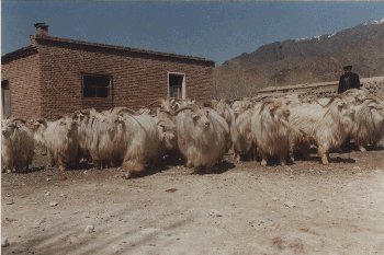 供应2025年小尾寒羊