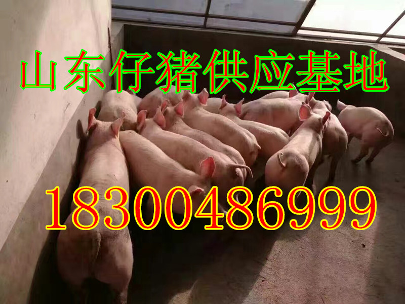 供应仔猪