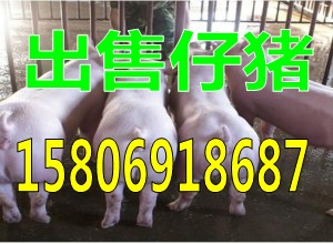 供应山东仔猪