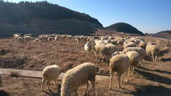 供应温州本地山羊