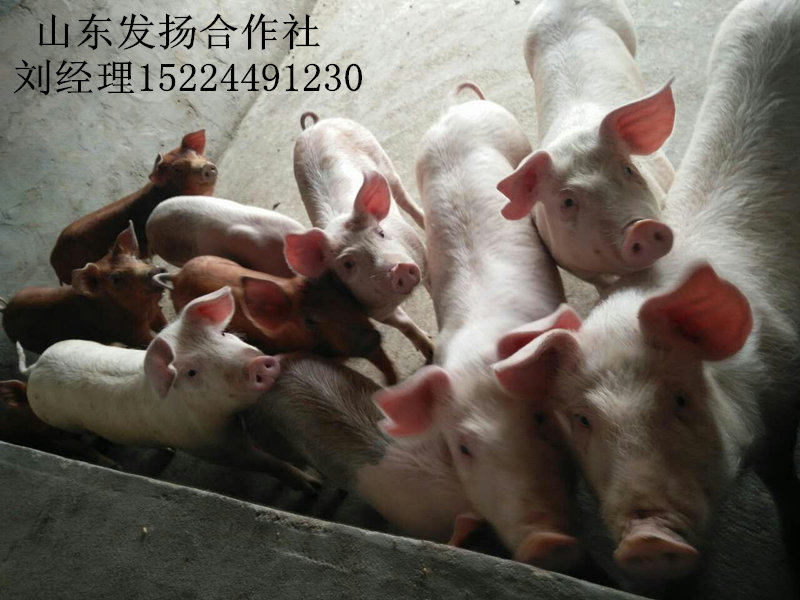 供应山东内外三元猪