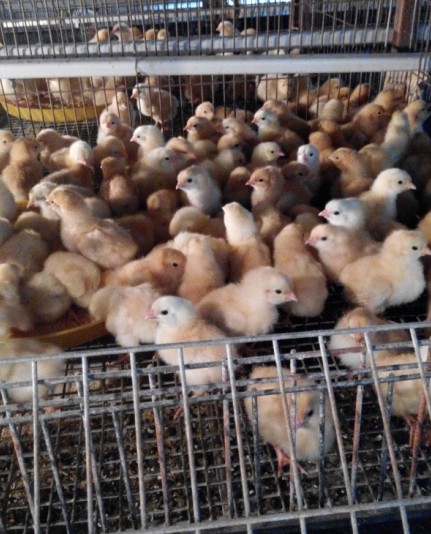 供应浙江优质黄羽黄脚土鸡