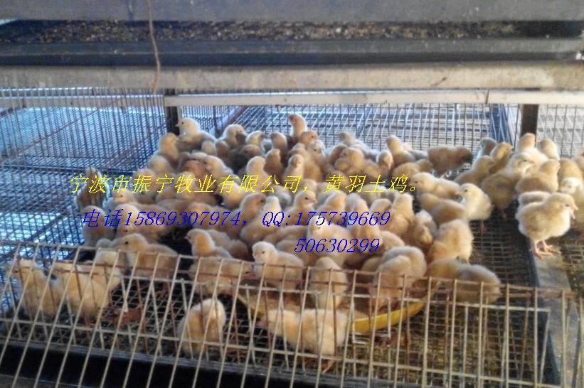 求购振宁黄羽土鸡