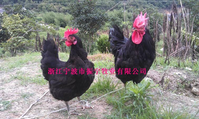 供应振宁黑羽茶山鸡公