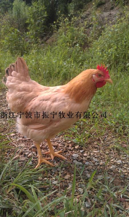 供应浙江振宁黄羽土鸡母