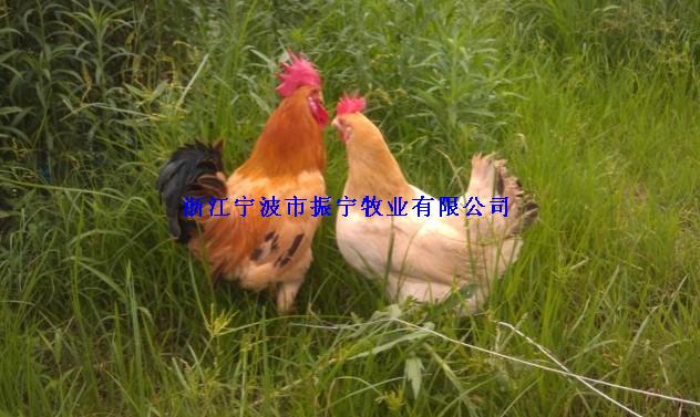 供应浙江优质振宁枇杷鸡