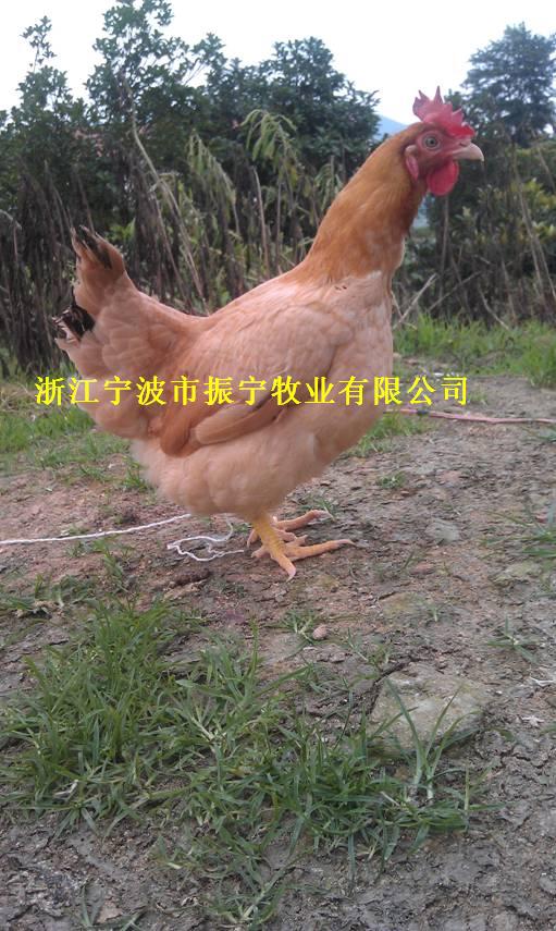 供应300天老公、母鸡