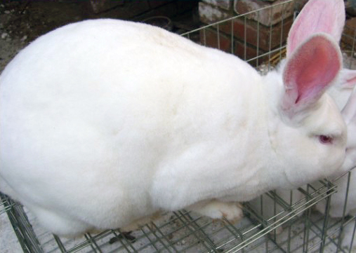 供应美系獭兔